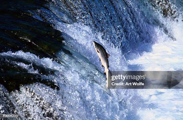 sockeye salmon (oncorhynchus nerka) swimming up-stream, alaska - salmon animal stockfoto's en -beelden