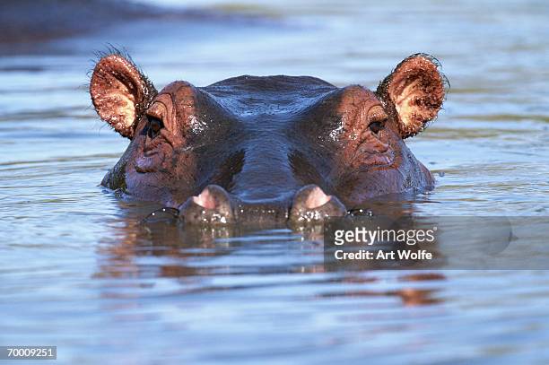 hippopotamus (hippopotamus amphibius), grumeti river, tanzania - hippopotame photos et images de collection