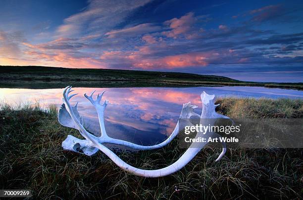 caribou skull, yellowknife region, northwest territories, canada - yellowknife canada 個照片及圖片檔