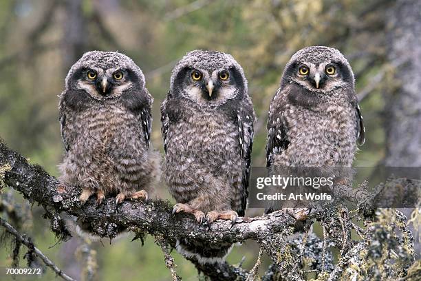 three hawk owls (surnia ulula)on tree branch - gufo foto e immagini stock