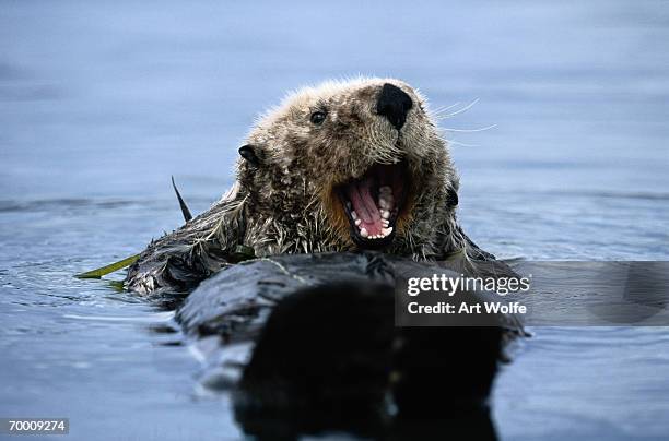 sea otter (enhydra lutra), monterey bay, california, usa - sea otter (enhydra lutris) stock pictures, royalty-free photos & images