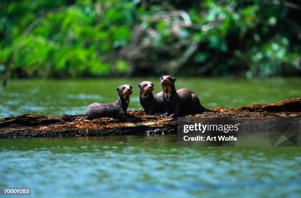 giant otters (pteronura brasiliensis) on logs, peru - giant river otters stock pictures, royalty-free photos & images