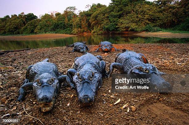 yacare caiman (caiman yacare) on shore, pantanal, brazil - caiman stock pictures, royalty-free photos & images