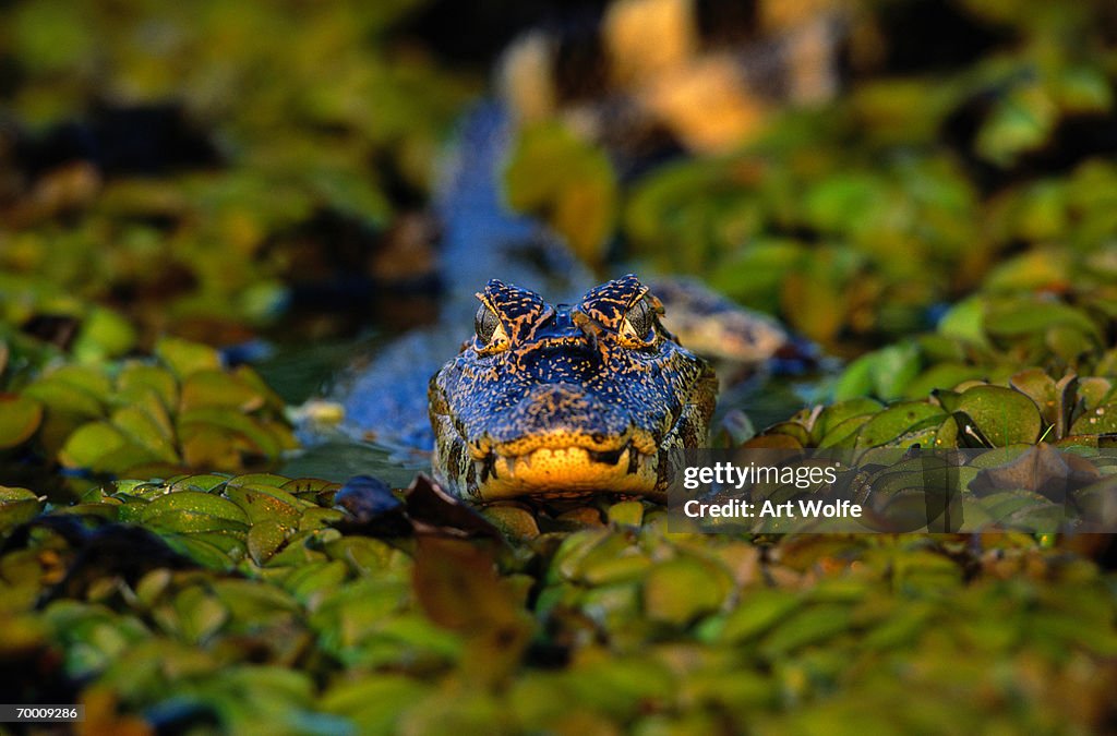 YACARE CAIMAN (CAIMAN YACARE), PANTANAL, BRAZIL