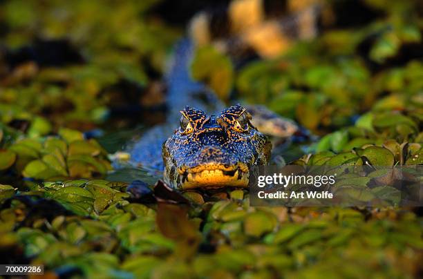 yacare caiman (caiman yacare), pantanal, brazil - pantanal imagens e fotografias de stock