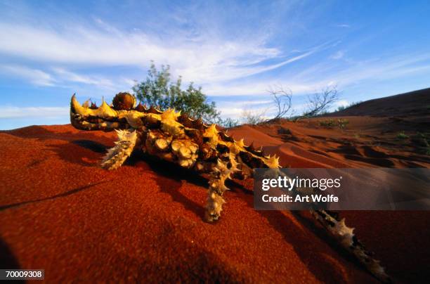 thorny devil lizard (moloch horridus) australia, close-up - diabo espinhoso imagens e fotografias de stock