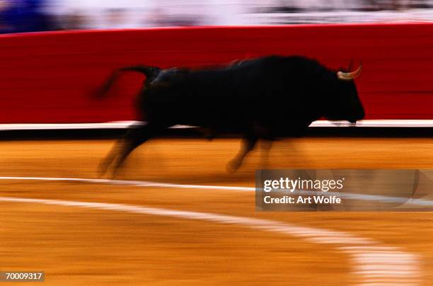 bull running in bullfight, mexico city, mexico (blurred motion) - bullfighter fotografías e imágenes de stock