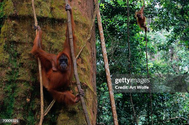 sumatran orangutans (pongo pongo abelii) sumatra, indonesia - abelii stock pictures, royalty-free photos & images