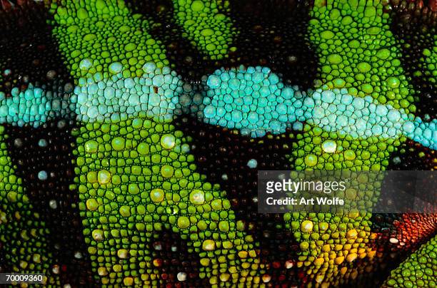 panther chameleon (chameleo pardalis), detail - chameleon stockfoto's en -beelden