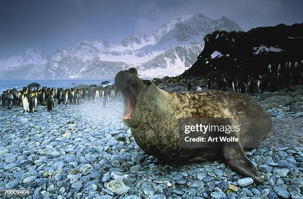 southern elephant seal (mirounga leonina) south georgia island - animal call stock pictures, royalty-free photos & images