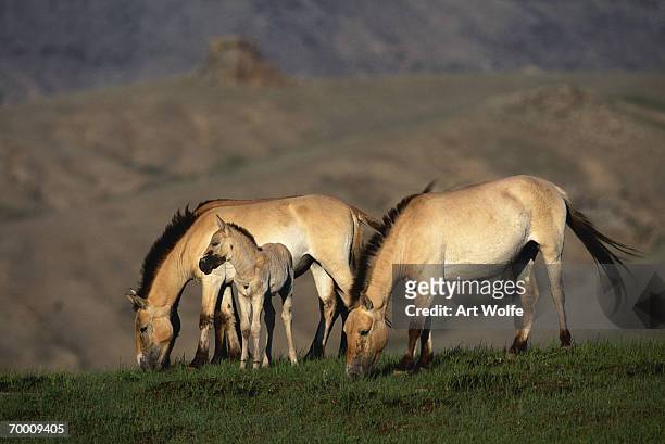 przewalski's wild horses (equus przewalskii) grazing, mongolia - animal family stock pictures, royalty-free photos & images