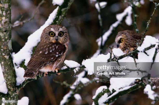 northern saw-whet owl (aegolius acadicus) on tree with snow - sägekauz stock-fotos und bilder