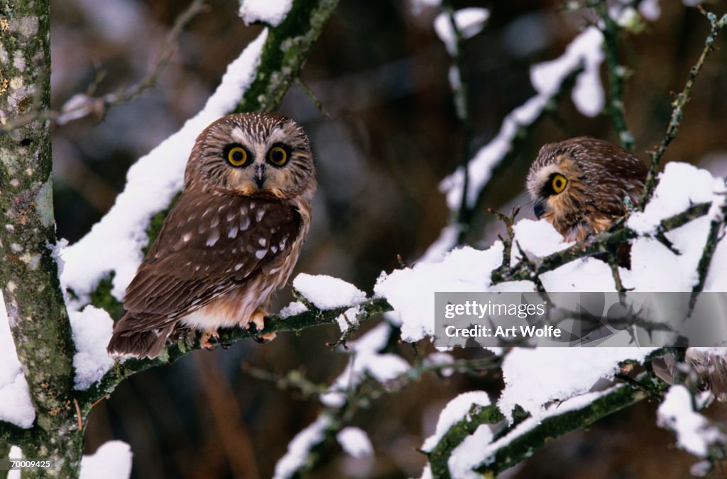 NORTHERN SAW-WHET OWL (AEGOLIUS ACADICUS) ON TREE WITH SNOW