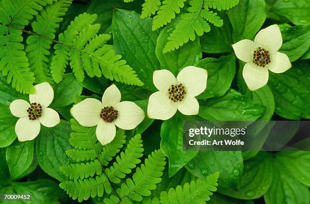 bunchberry (cornus canadensis), alaska, usa - bunchberry cornus canadensis stock pictures, royalty-free photos & images