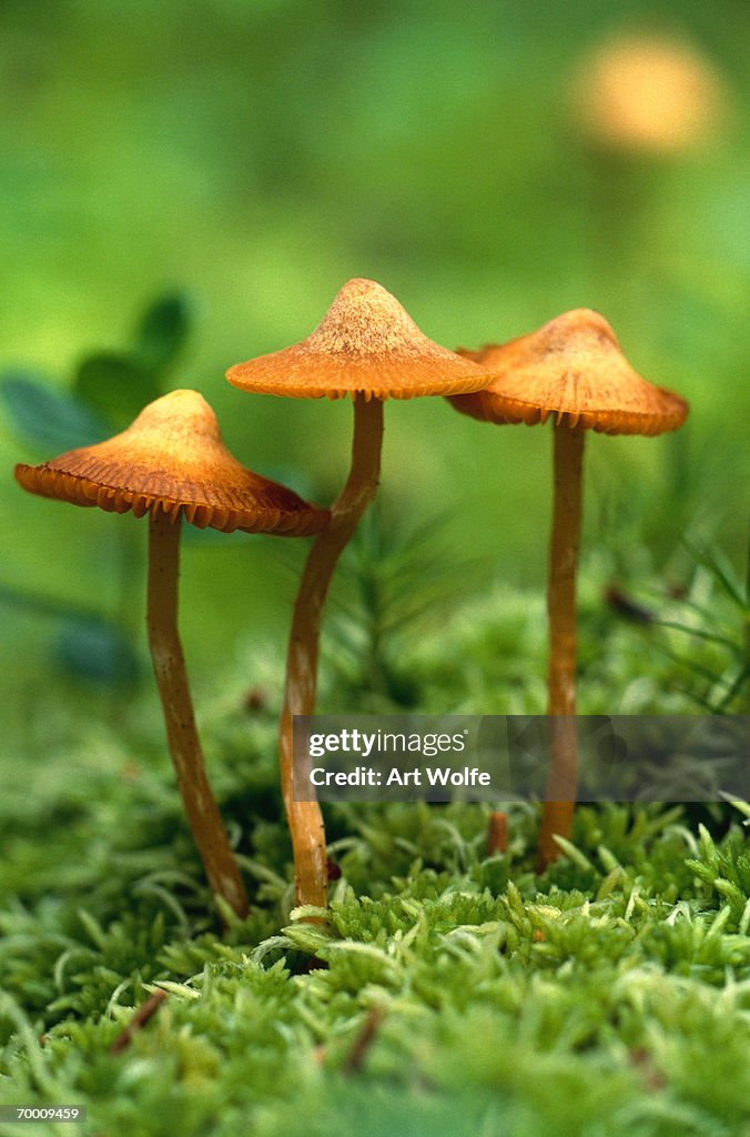 Fungi, Tongass National Forest, Alaska, USA
