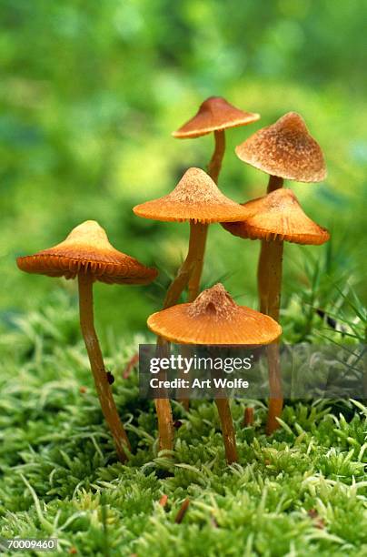 fungi, tongass national forest, alaska, usa - sphagnum bog galerina stock pictures, royalty-free photos & images