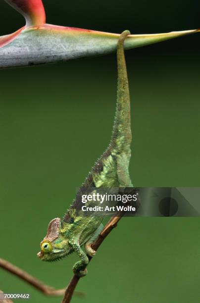 high-casqued chameleon (chamaeleontidae) on branch, kenya - high casqued chameleon stock pictures, royalty-free photos & images