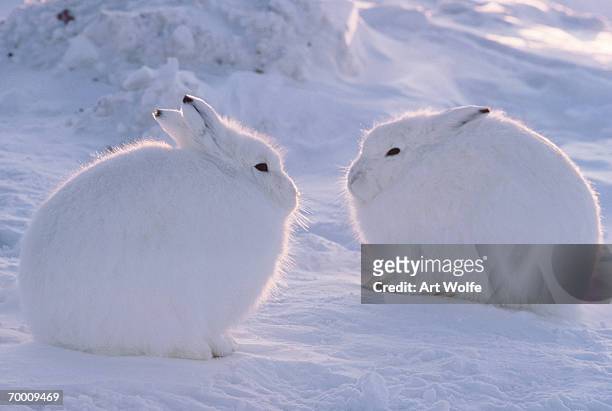 arctic hare (lepus arcticus), ellesmere island, canada - lagomorphs stock-fotos und bilder