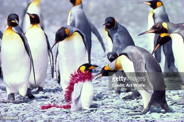 1,072 Funny Penguin Photos and Premium High Res Pictures - Getty Images