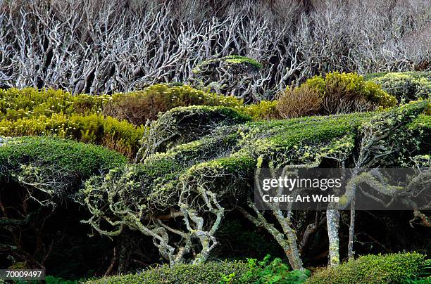 windswept trees, enderby island, australia - enderby island stock-fotos und bilder