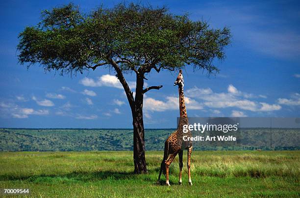 masai giraffe (giraffa camelopardalis tippelskirchi) - herbivorous stockfoto's en -beelden