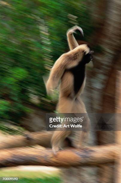 capped gibbon (hylobates pileatus) (blurred motion) - pileated gibbon stock pictures, royalty-free photos & images
