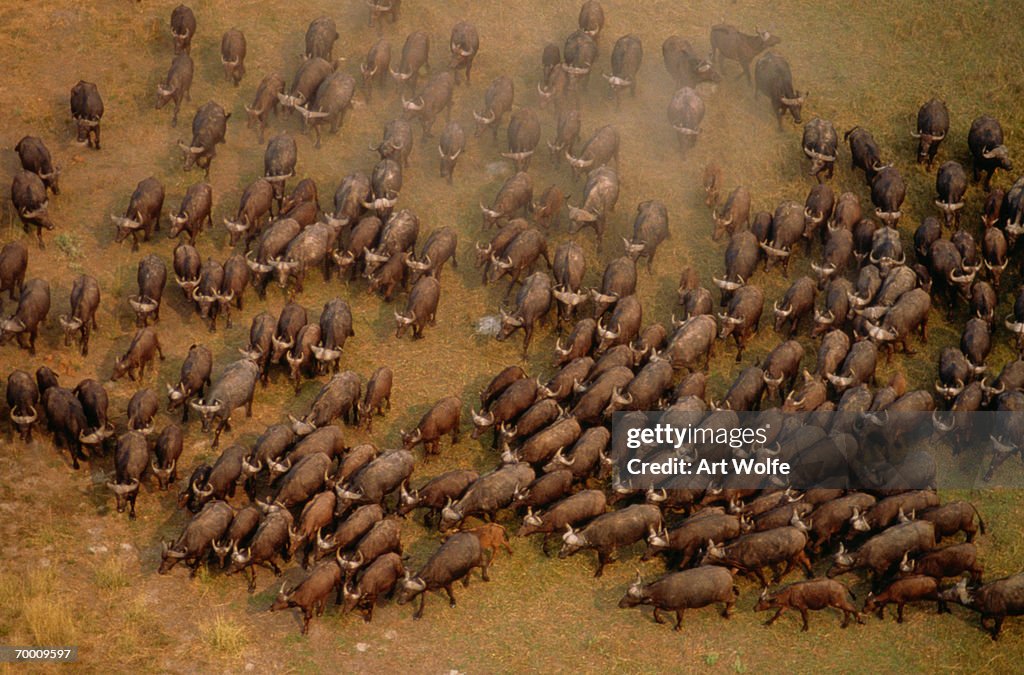 African buffalo (Syncerus caffer), aerial view, South Africa