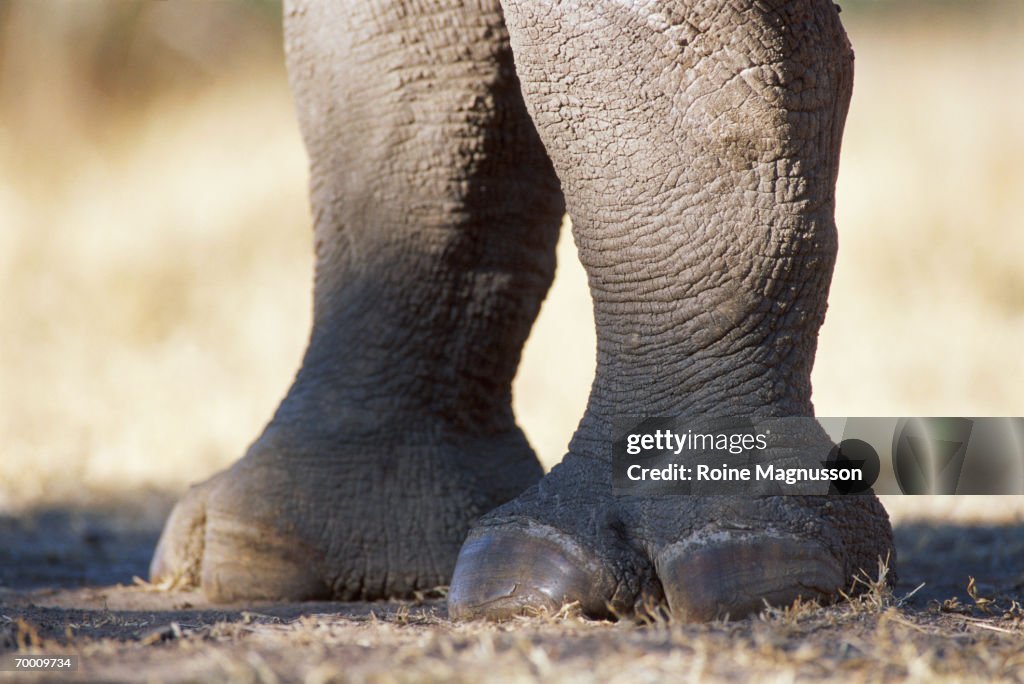 Black rhino's foot (Diceros bicornis), close-up