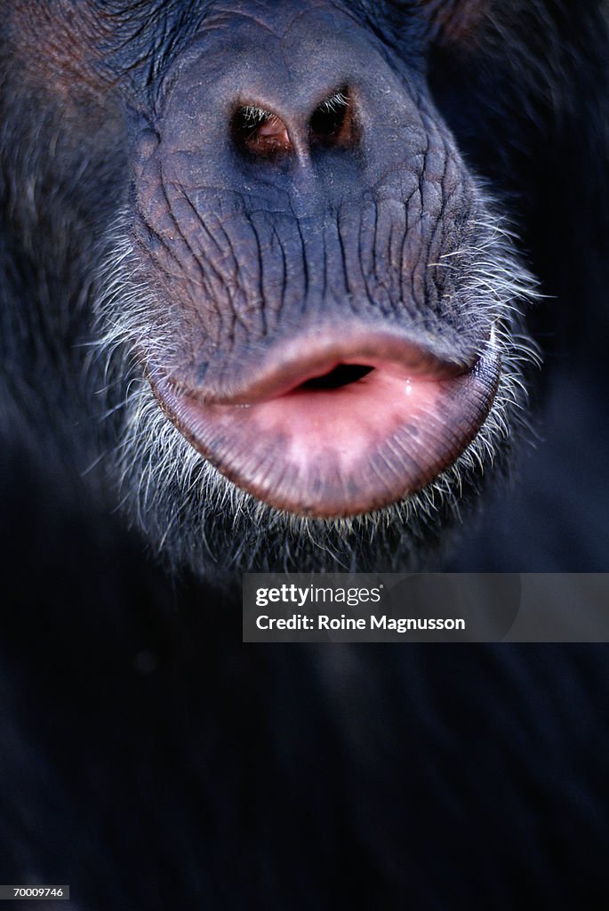 Chimpanzee's mouth(Pan TROGLODYTES), close-up