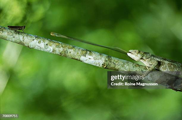 chameleon (chamaeloninae) sticking tongue out at grasshopper - chameleon tongue stock pictures, royalty-free photos & images