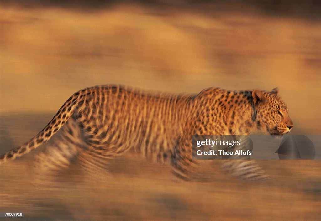 Leopard (Panthera pardus) walking, Namibia (blurred motion)