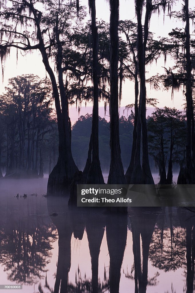 USA, Florida, Pine Log State Forest, cypress pond, sunrise