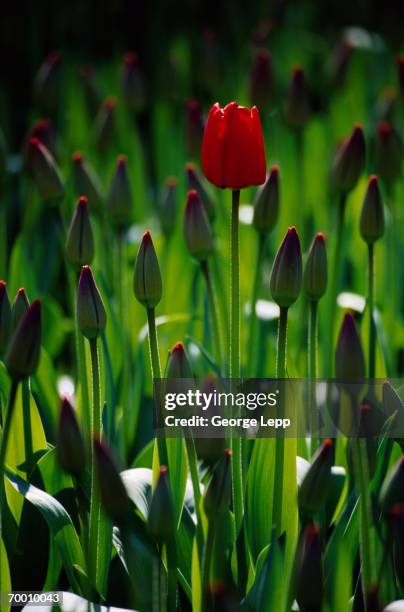 red tulips (tulipa sp.) keukenhof gardens, amsterdam, netherlands - lisse stock pictures, royalty-free photos & images