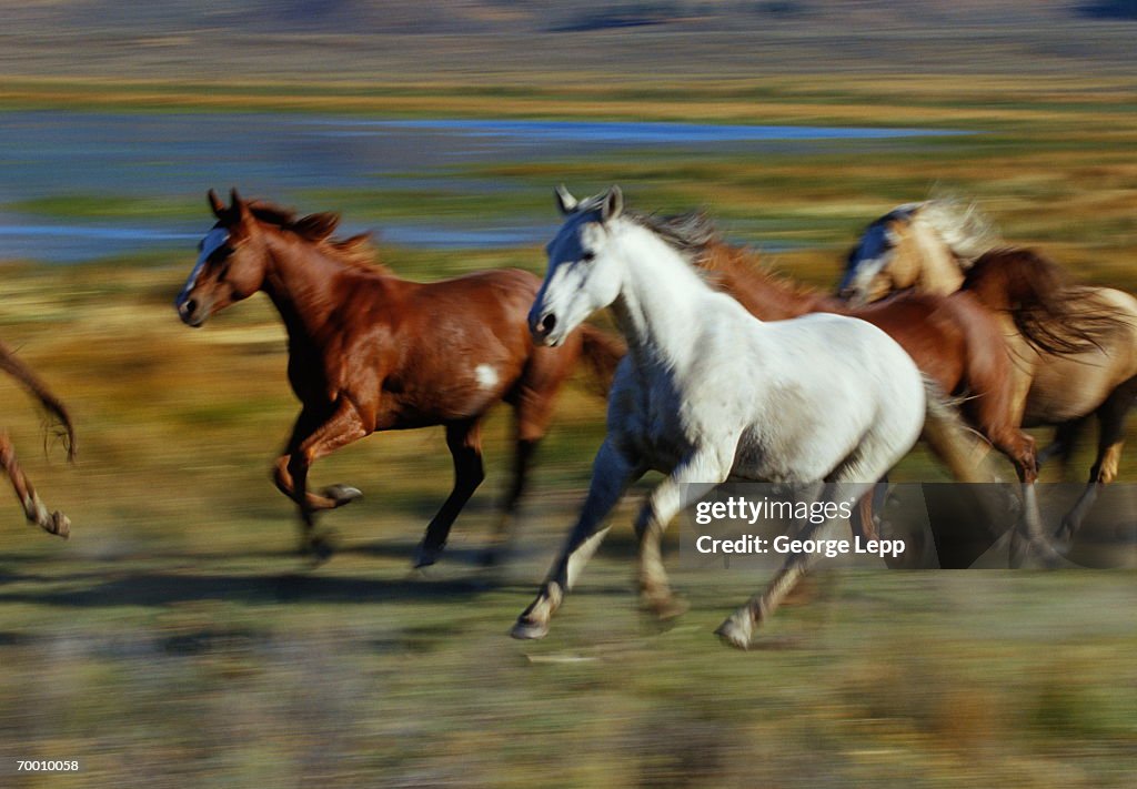 Wild mustangs (Equus caballus) running, USA (blurred motion)