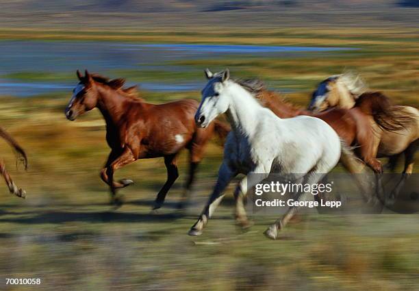 wild mustangs (equus caballus) running, usa (blurred motion) - mustang stock pictures, royalty-free photos & images