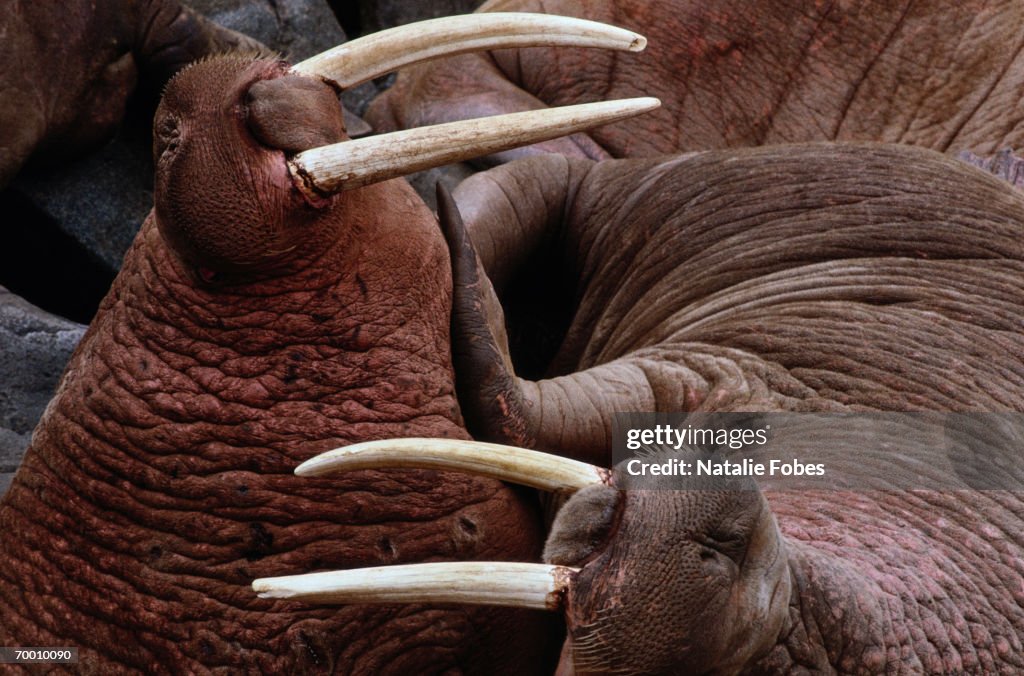 Walruses (Odobenus rosmarus) in Alaska, USA, close-up