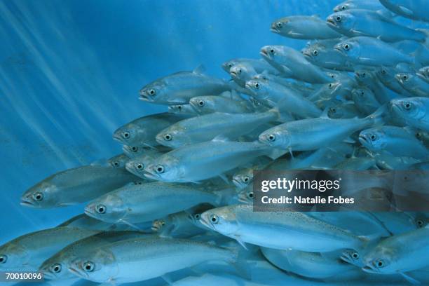 sockeye salmon (oncorhynchus nerka) swimming in hatchery, idaho, usa - banco de peces fotografías e imágenes de stock