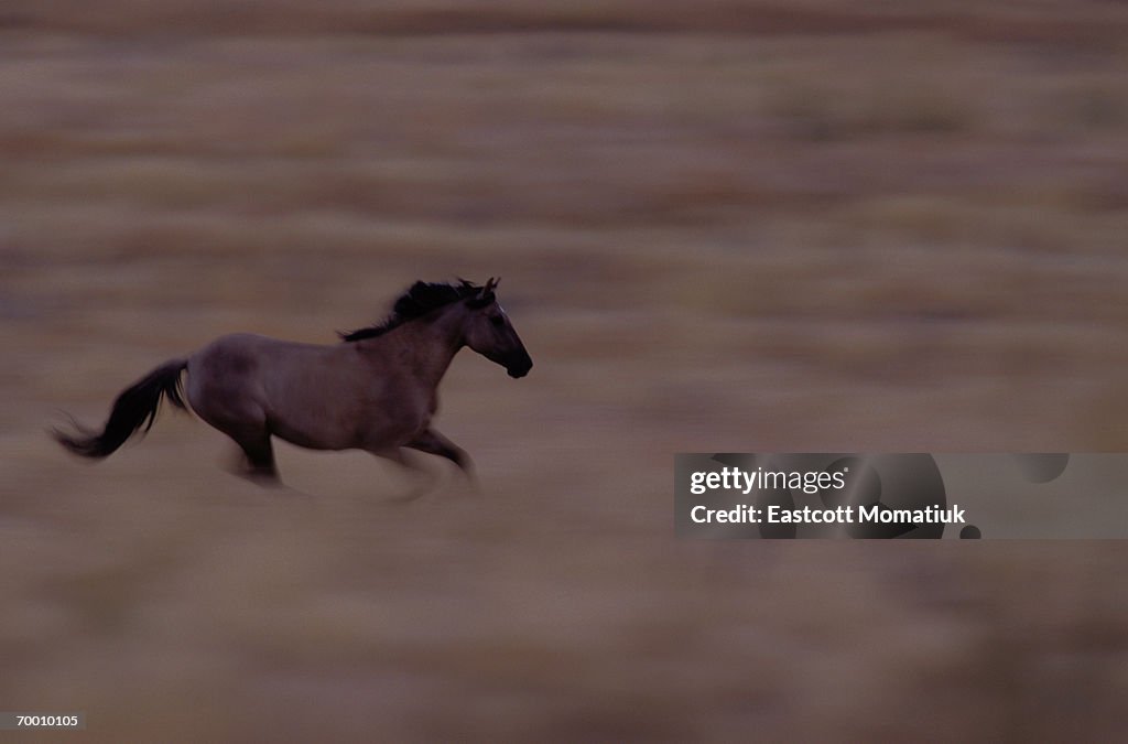 Mustang stallion (Equus caballus) running, sunset (blurred motion)