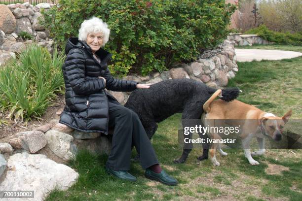 senior woman with dogs - american staffordshire terrier stock pictures, royalty-free photos & images