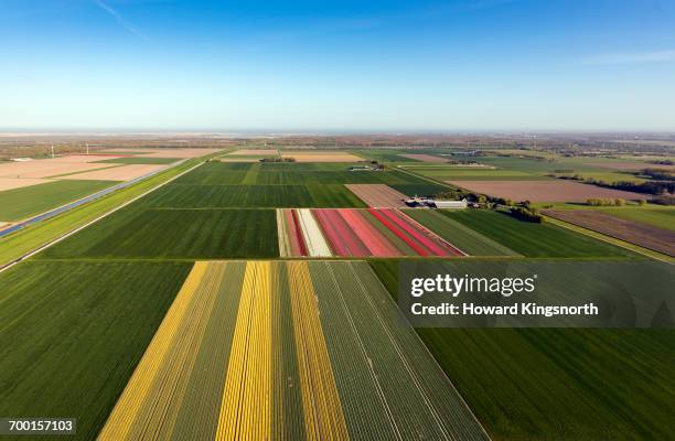 aerial of dutch tulip fields - cultivated land stock pictures, royalty-free photos & images