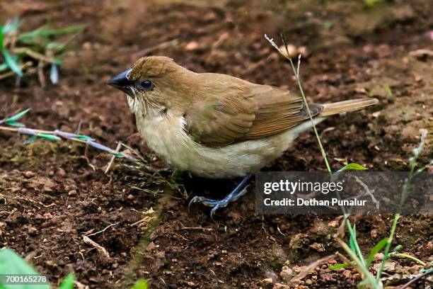 indian silverbill (euodice malabarica) - malabarica stock pictures, royalty-free photos & images