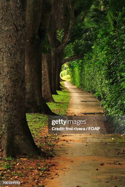 Foot Path Tree 468 5133 Stock Photos, High-Res Pictures, and Images - Getty Images