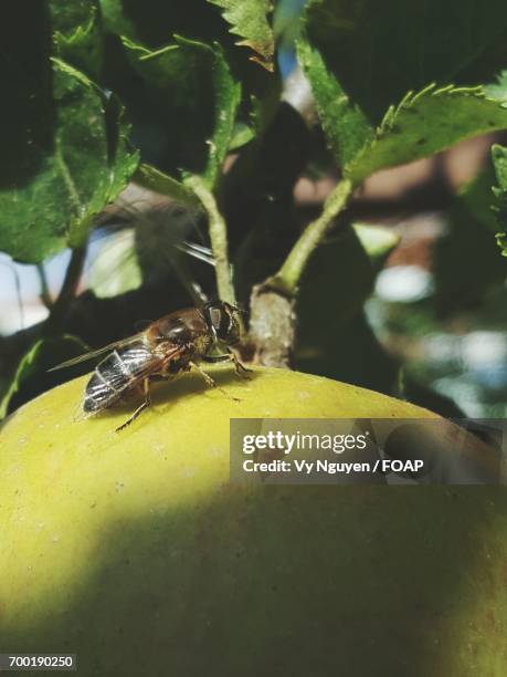 bee on apple - bee nguyen stock pictures, royalty-free photos & images