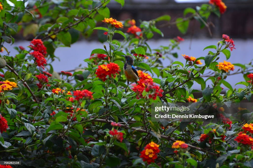 Regal Sunbird (Cinnyris Regius).