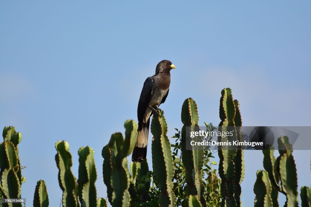 An Eastern Plantain-eater.