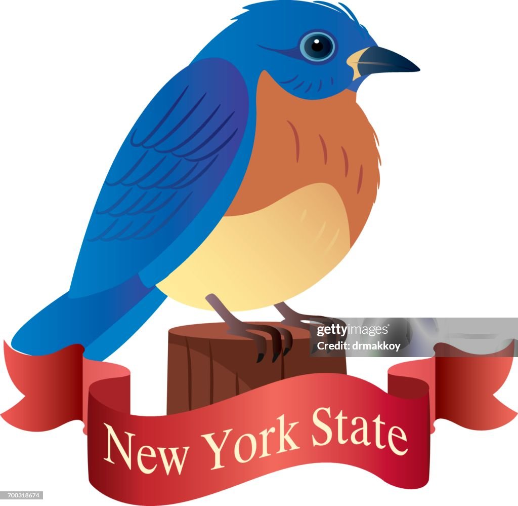 New York State ( Eastern Bluebird )