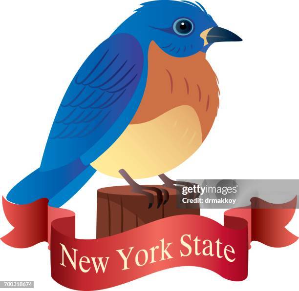 new york state ( eastern bluebird ) - bluebird bird stock illustrations
