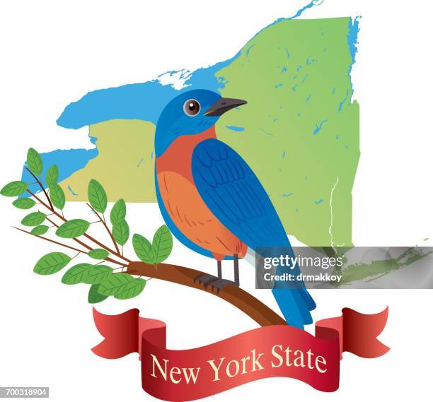 new york state (östliche bluebird) - eastern bluebird stock-grafiken, -clipart, -cartoons und -symbole