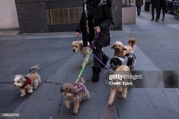 Woman takes multiple dogs for a walk on New York's Upper East Side, February 2017.