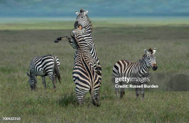43 Zebra Rearing Stock Photos, High-Res Pictures, and Images - Getty Images